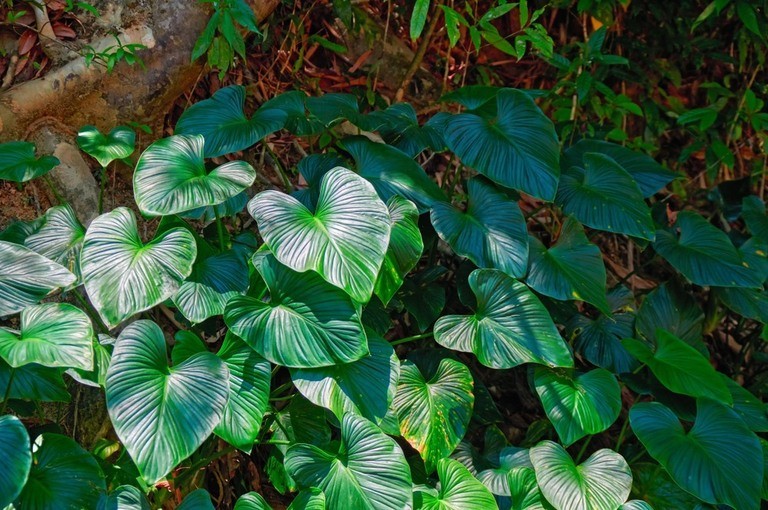 How To Poop In The Woods Without Toilet Paper? How To Poop In The Woods Without Toilet Paper?