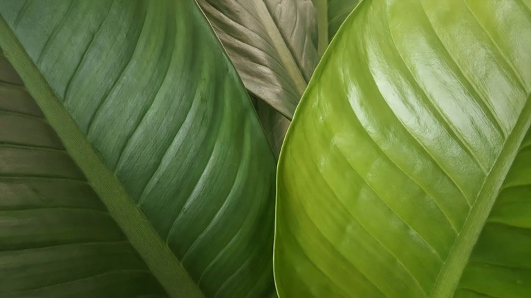 How To Poop In The Woods Without Toilet Paper? How To Poop In The Woods Without Toilet Paper?