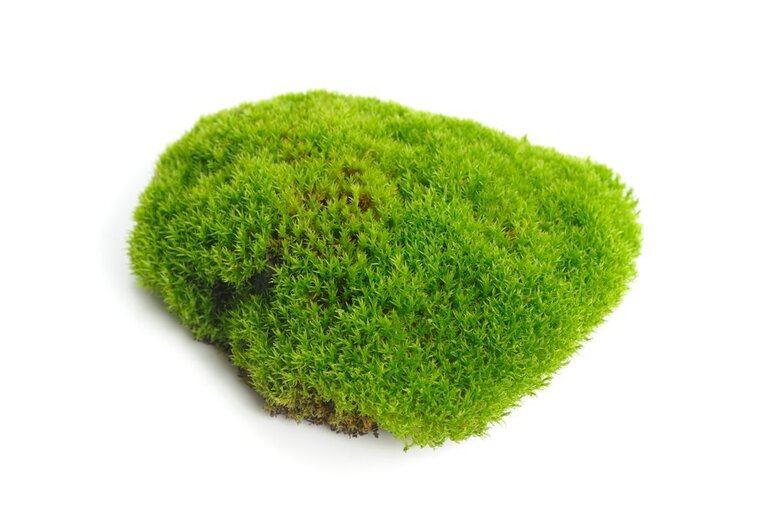 How To Poop In The Woods Without Toilet Paper? How To Poop In The Woods Without Toilet Paper?