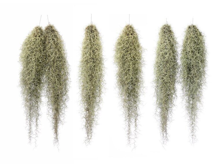 How To Poop In The Woods Without Toilet Paper? How To Poop In The Woods Without Toilet Paper?