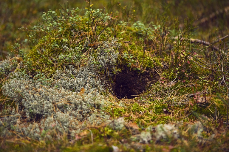 How To Poop In The Woods Without Toilet Paper? How To Poop In The Woods Without Toilet Paper?