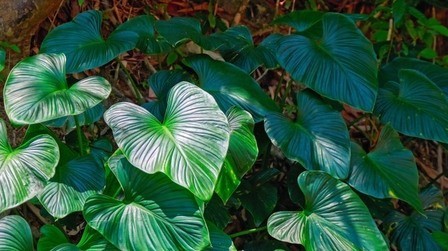 How To Poop In The Woods Without Toilet Paper? How To Poop In The Woods Without Toilet Paper?