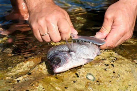 How To Clean A Fish After Catching It? How To Clean A Fish After Catching It?