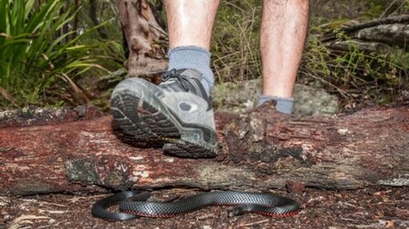 How Do You Protect Yourself Against Snakes When Hiking? How Do You Protect Yourself Against Snakes When Hiking?