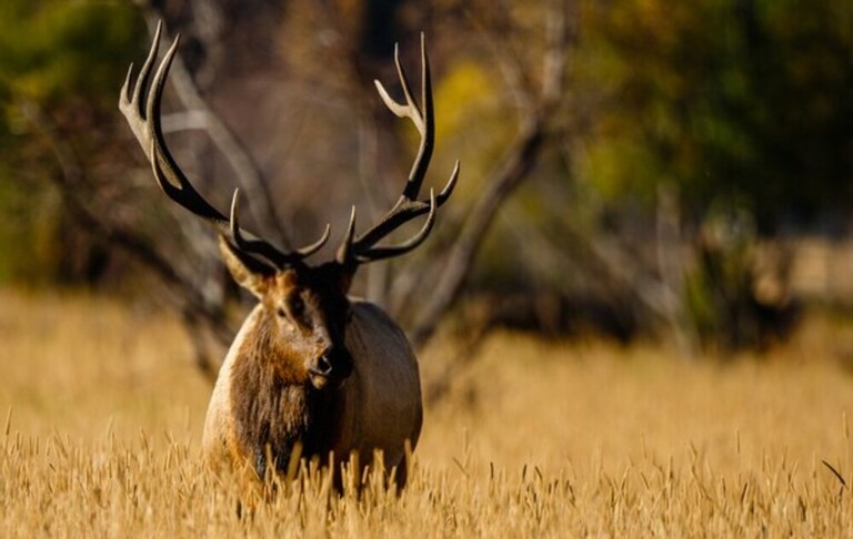 Elk Hunting Mistakes To Avoid Elk Hunting Mistakes To Avoid