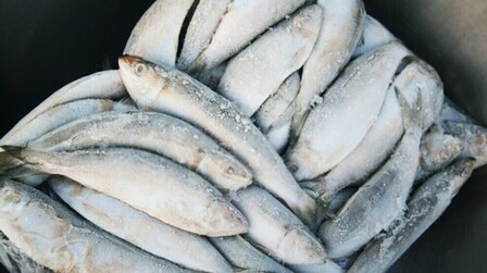 Best Way To Keep Fish Fresh After Catching Best Way To Keep Fish Fresh After Catching